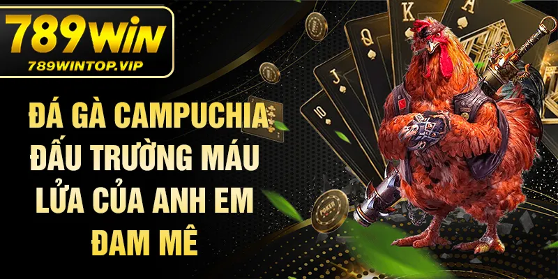 Đá gà Campuchia  đấu trường máu lửa của anh em đam mê