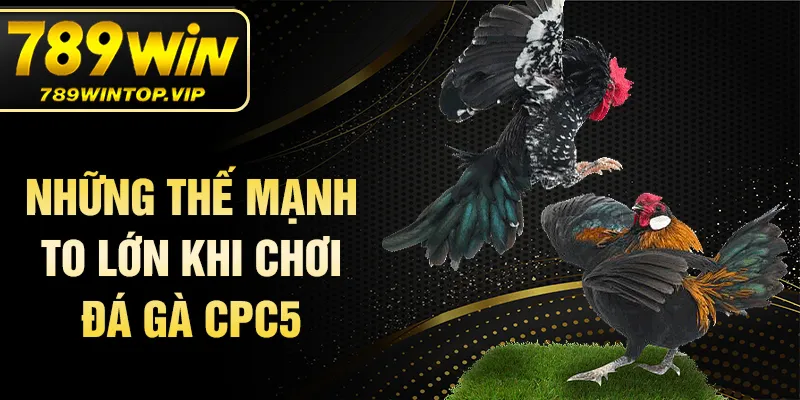 Những thế mạnh to lớn khi chơi đá gà CPC5