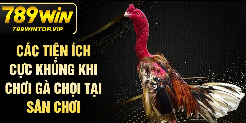 Các tiện ích cực khủng khi chơi gà chọi tại sân chơi