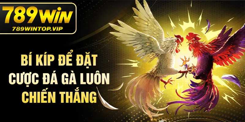 Bí kíp để đặt cược đá gà luôn chiến thắng