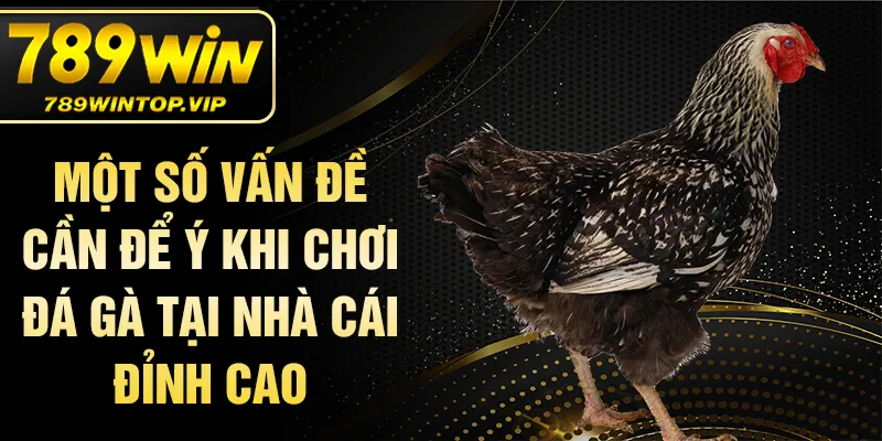 Một số vấn đề cần để ý khi chơi đá gà tại nhà cái đỉnh cao